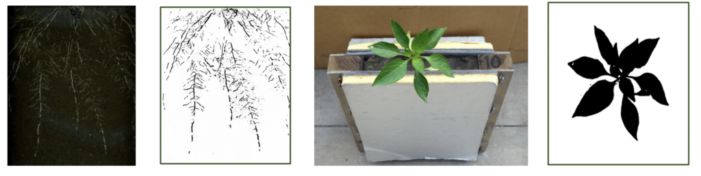 Figure 2. Biological fertilizer inoculation study – root and above ground phenotyping of bell pepper plants using Rhizotrons.