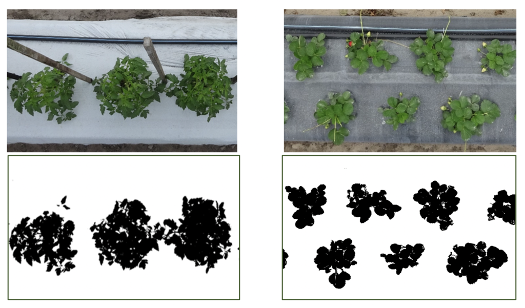 Figure 3. Overhead canopy images of tomato (L) and strawberry (R) converted to binary images for canopy cover measurements.