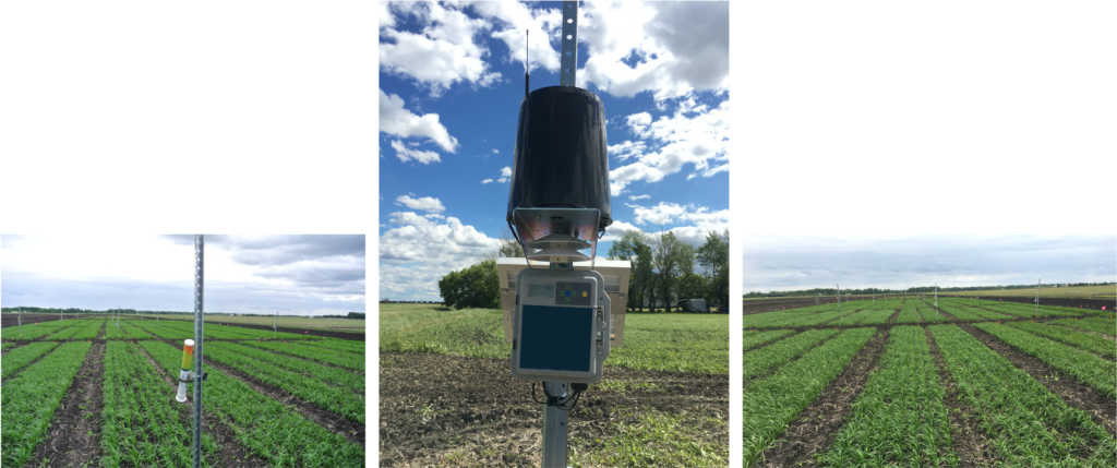 Figure 5. Field Sensors in one of the oat trials in Western Canada to capture weather data and continuous canopy temperature.