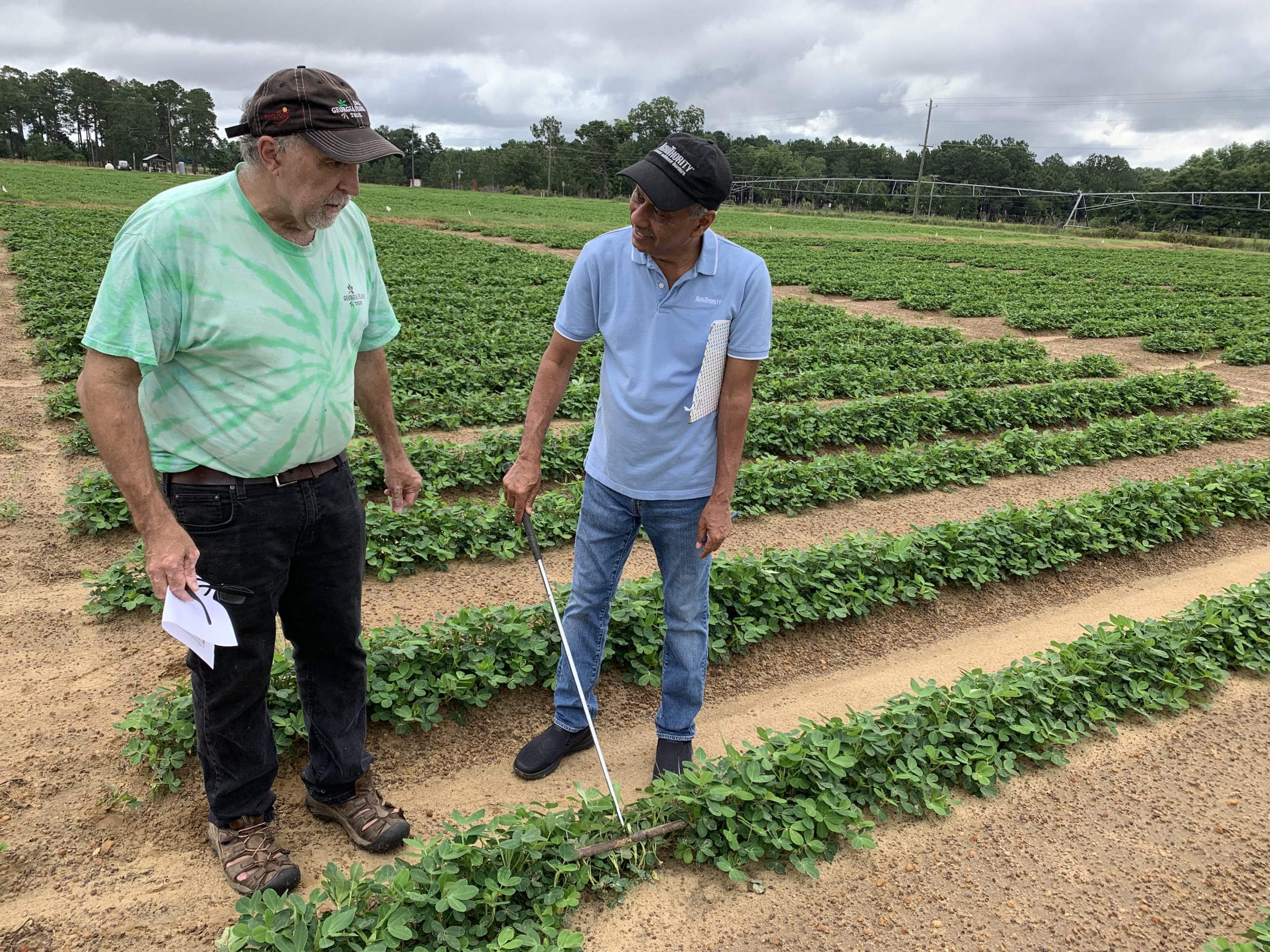 The peanut small-plot trials testing a biofungicide yielded good results.
