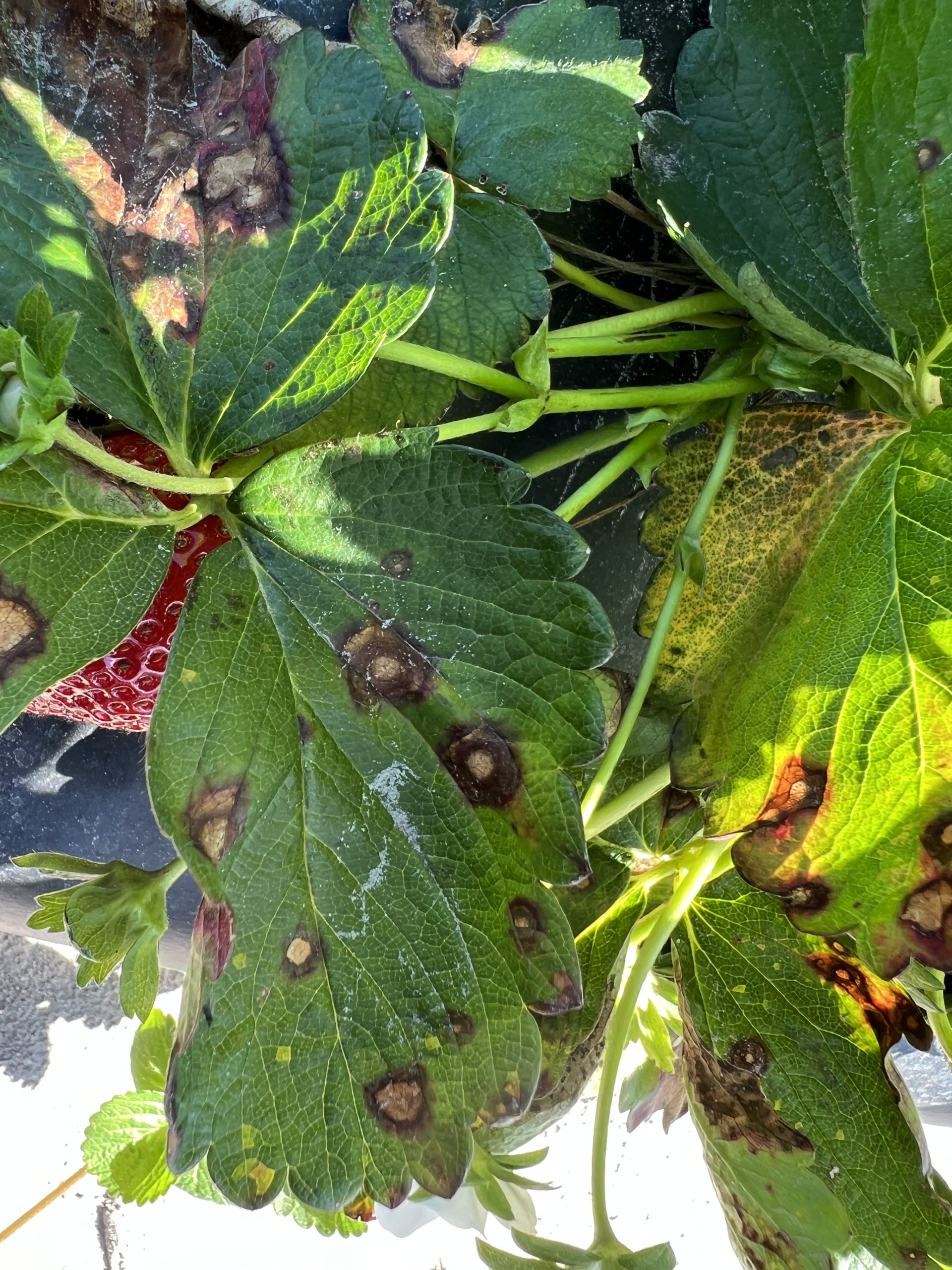 Pestalotia leaf spot on strawberry leaves