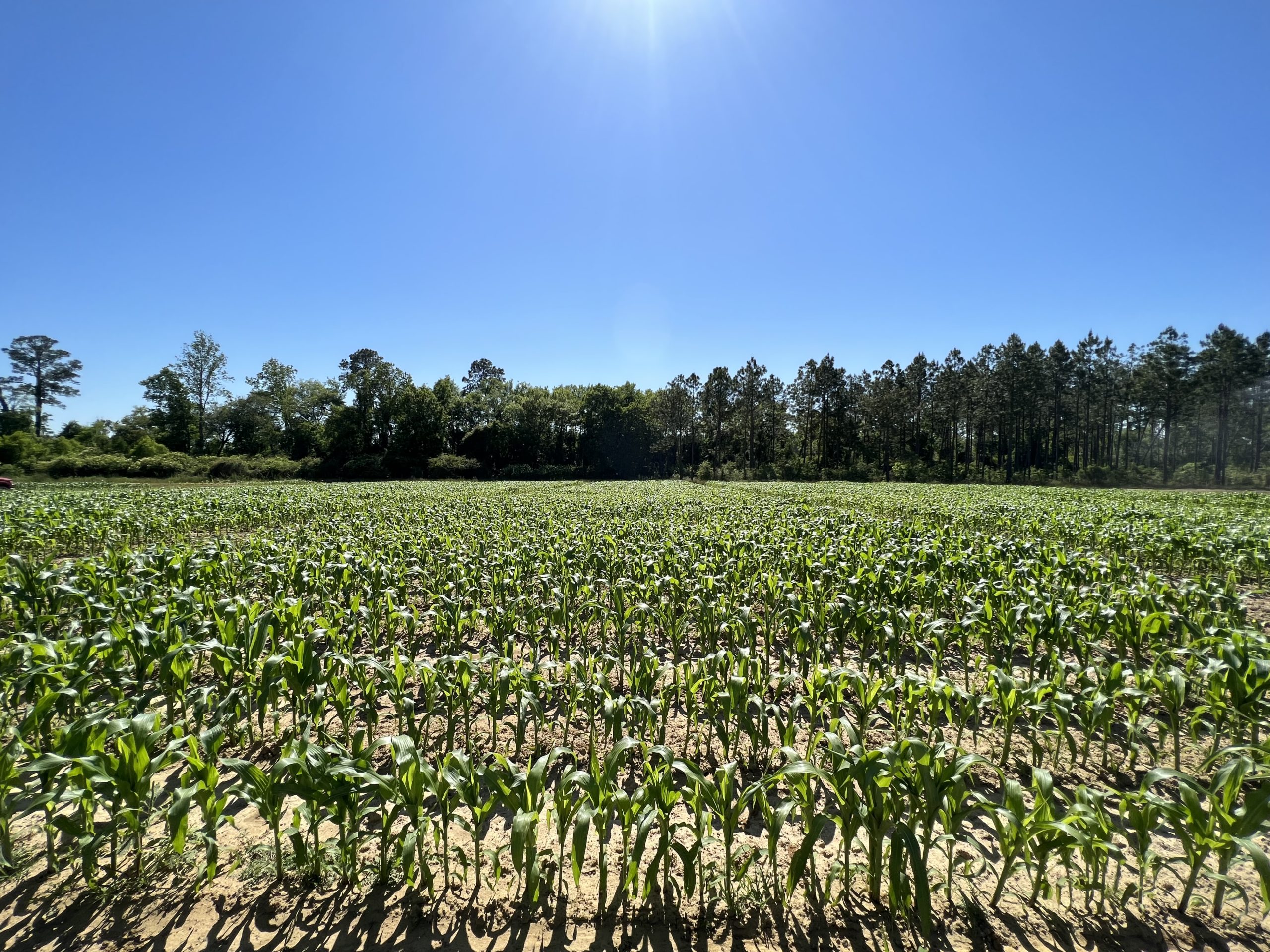 Organic irrigated sweet corn trial in Chula, Ga., is well underway.