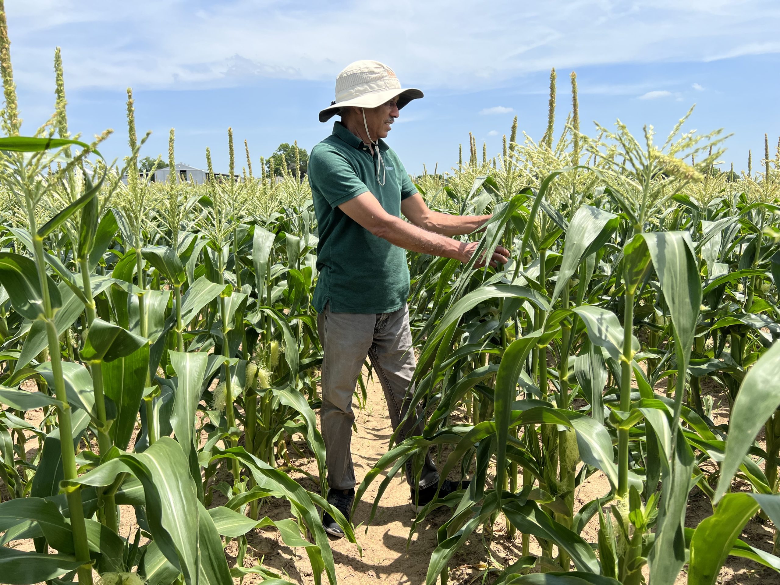 Ten-year AgriThority veteran Krishan Jindal observes sweet corn plants at Texas sweet corn trial. 